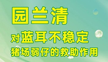 园兰清对蓝耳不稳定猪场弱仔的救助作用(yòng)！