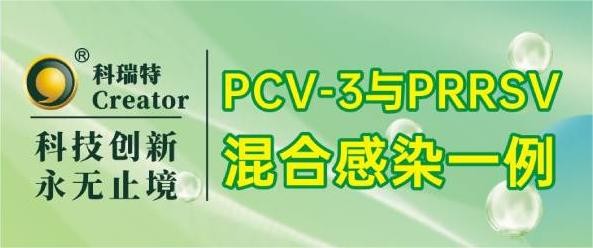 案例分(fēn)享 | PCV-3与PRRSV混合感染一例